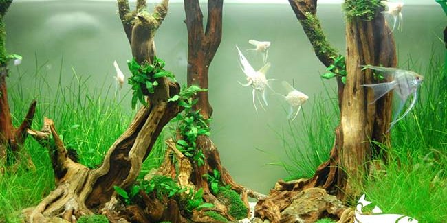 tao-vi-sinh-cho-ho-thuy-sinh