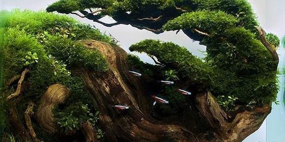 cach_lam_ho_thuy_sinh_hoang_chinh