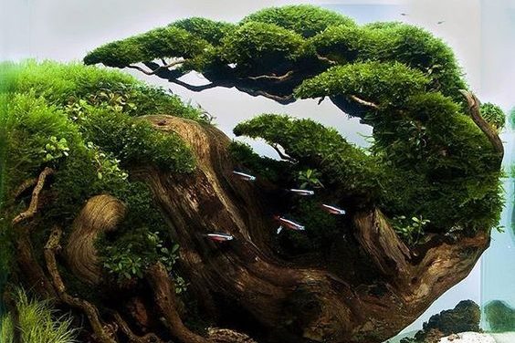 cach_lam_ho_thuy_sinh_hoang_chinh