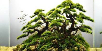 bể thủy sinh