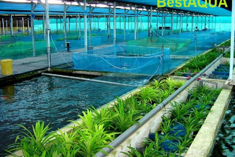 InvestPond005