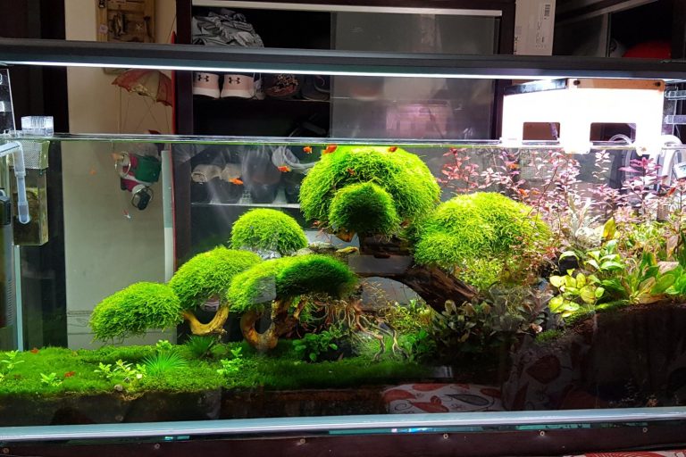 Bể thủy sinh bonsai đẹp