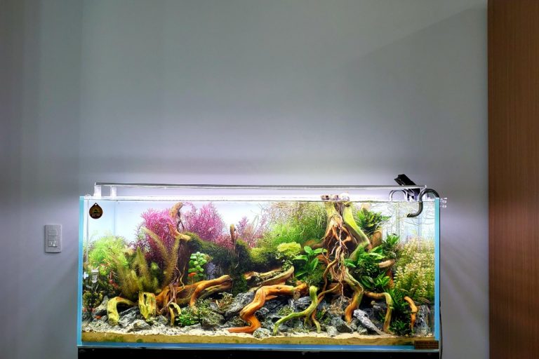 Bể thủy sinh đẹp