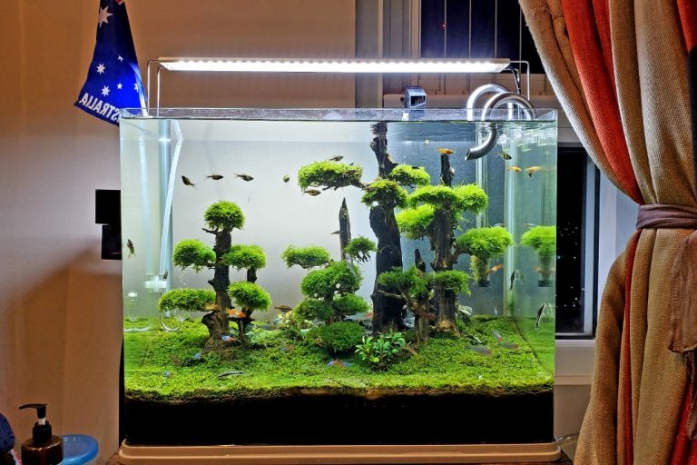 be thuy sinh rung thong