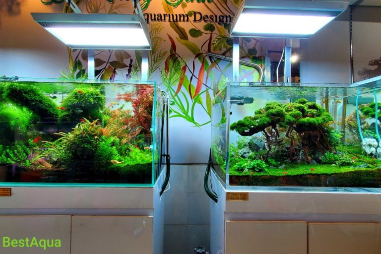 mẫu hồ thủy sinh đẹp