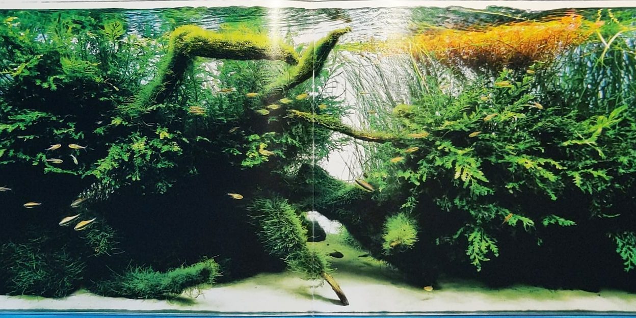 107091647_1096963624033287_7566371464627380611_o