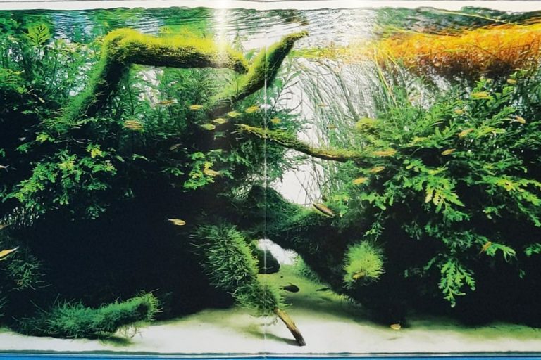 107091647_1096963624033287_7566371464627380611_o