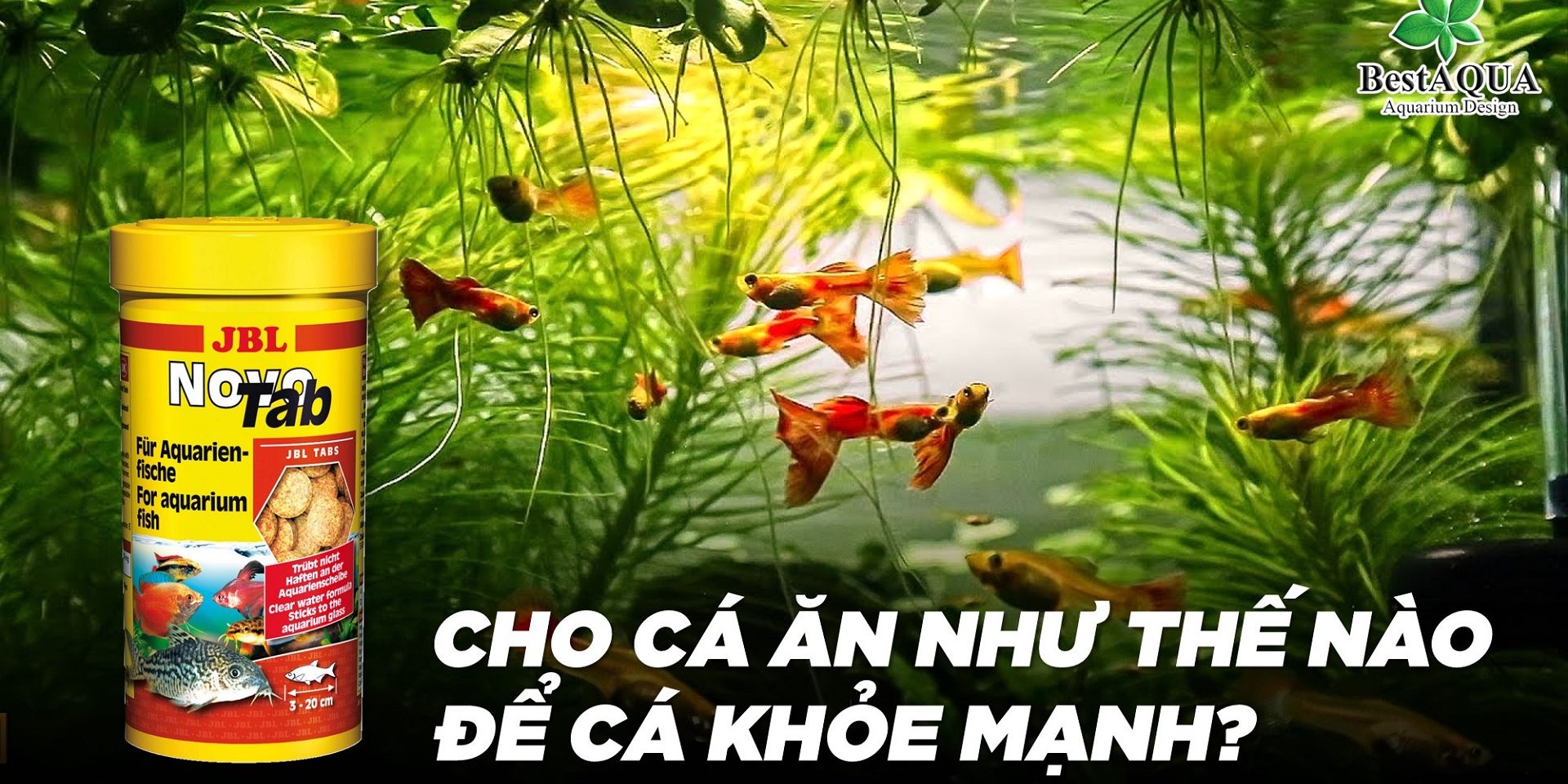 cho-ca-an-nhu-the-nao-de-ca-khoe-manh-01
