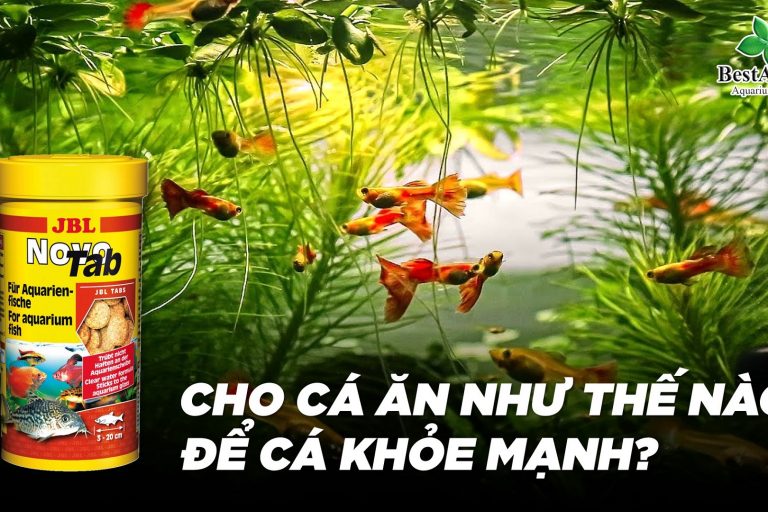cho-ca-an-nhu-the-nao-de-ca-khoe-manh-01